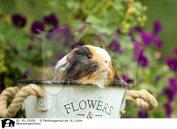 Meerschweinchen / KL-15359