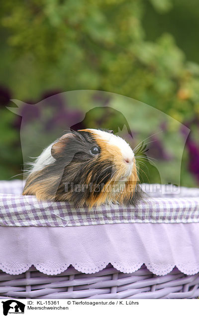 Meerschweinchen / guinea pig / KL-15361
