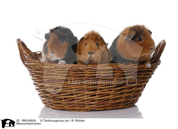 Meerschweinchen / guinea pigs / RR-69909