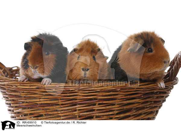 Meerschweinchen / guinea pigs / RR-69910