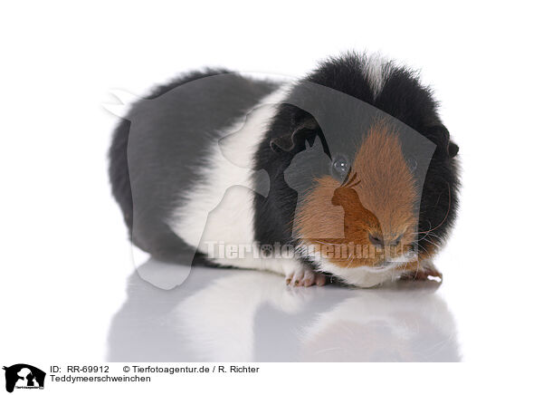 Teddymeerschweinchen / Teddy guinea pig / RR-69912