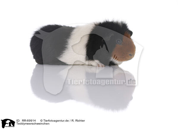 Teddymeerschweinchen / Teddy guinea pig / RR-69914