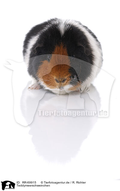 Teddymeerschweinchen / Teddy guinea pig / RR-69915