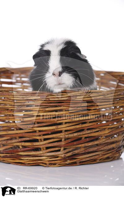 Glatthaarmeerschwein / smoothhaired guinea pig / RR-69920
