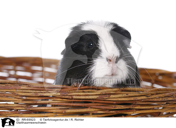 Glatthaarmeerschwein / smoothhaired guinea pig / RR-69923