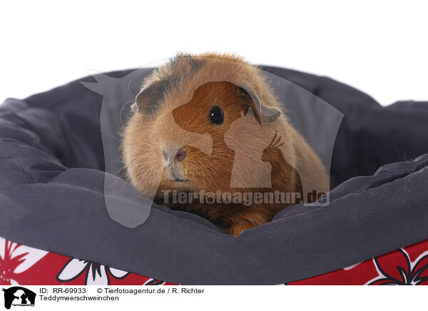 Teddymeerschweinchen / Teddy guinea pig / RR-69933