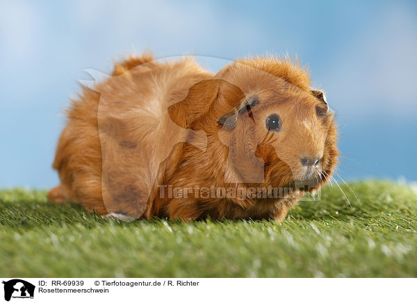 Rosettenmeerschwein / Abyssinian guinea pig / RR-69939