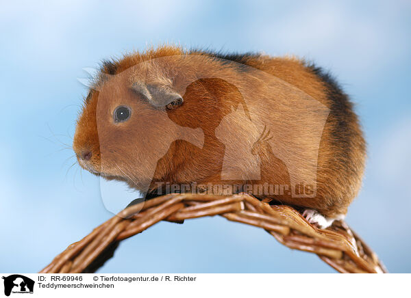 Teddymeerschweinchen / Teddy guinea pig / RR-69946