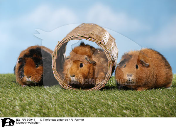 Meerschweinchen / guinea pigs / RR-69947