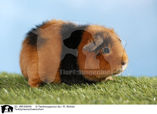 Teddymeerschweinchen / Teddy guinea pig / RR-69948