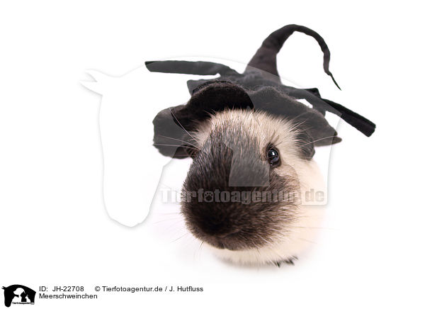 Meerschweinchen / JH-22708
