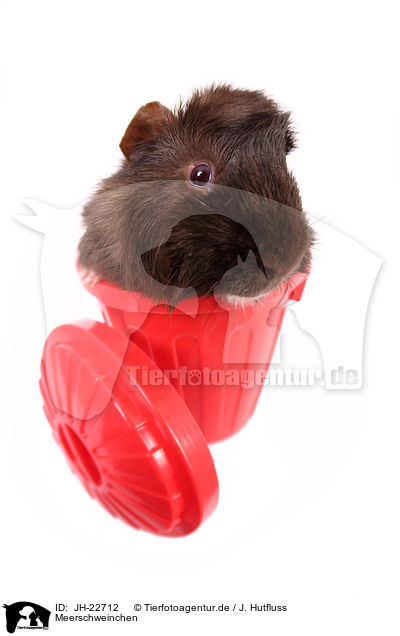 Meerschweinchen / JH-22712