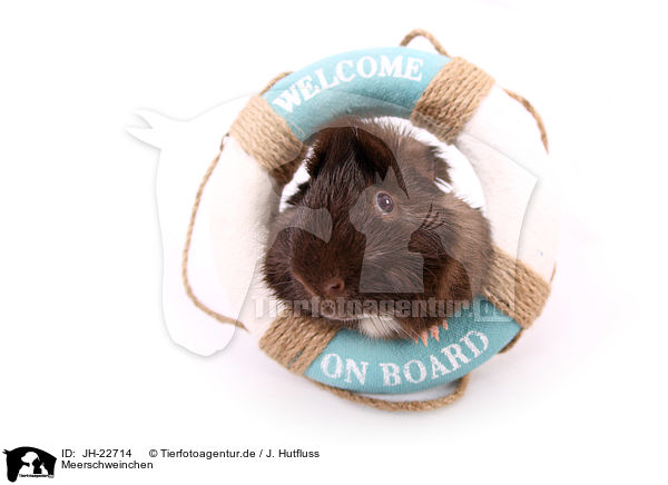 Meerschweinchen / JH-22714