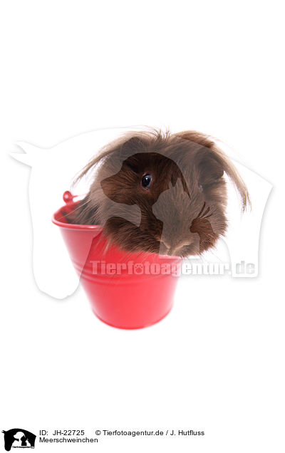 Meerschweinchen / JH-22725