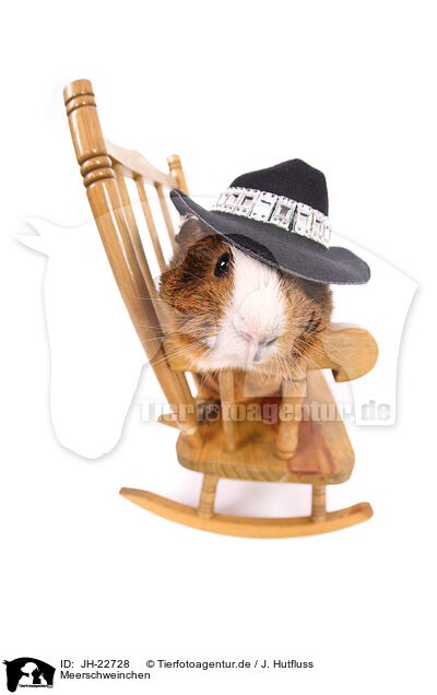 Meerschweinchen / JH-22728