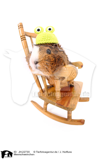 Meerschweinchen / JH-22730
