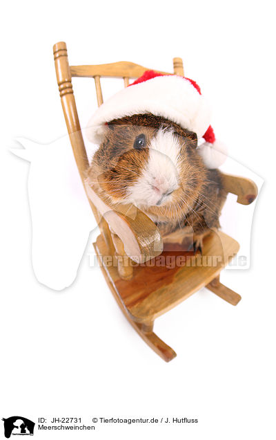 Meerschweinchen / JH-22731