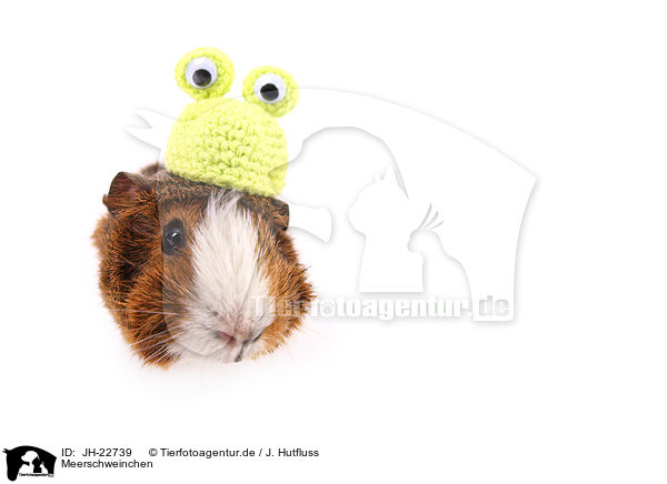 Meerschweinchen / JH-22739