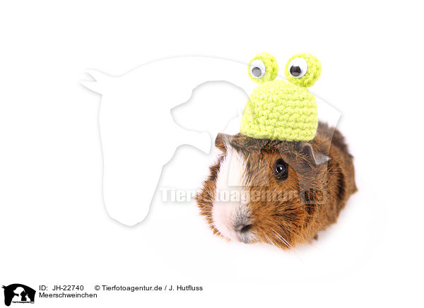 Meerschweinchen / JH-22740