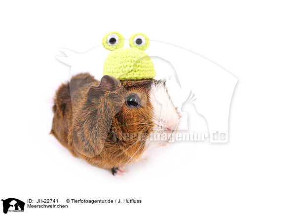 Meerschweinchen / JH-22741