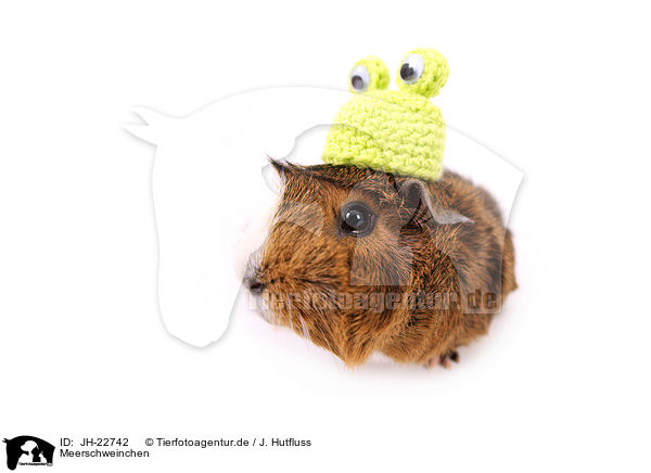 Meerschweinchen / guinea pig / JH-22742