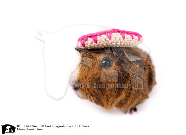 Meerschweinchen / JH-22744