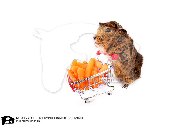 Meerschweinchen / JH-22751