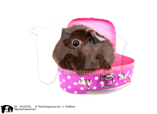 Meerschweinchen / JH-22752