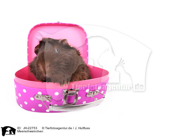 Meerschweinchen / JH-22753