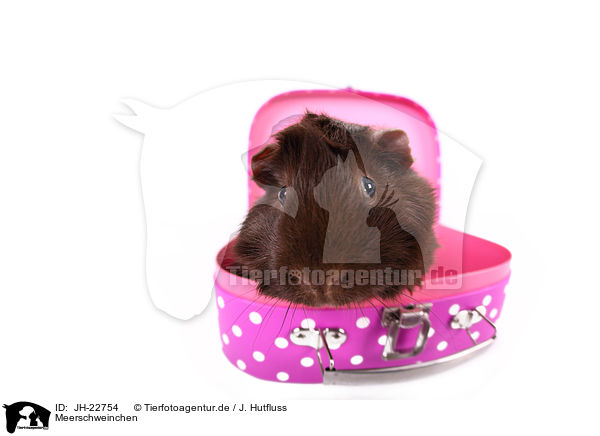 Meerschweinchen / JH-22754