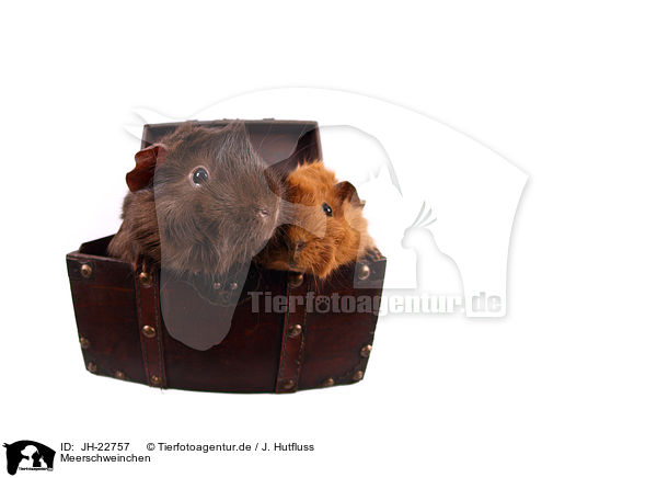 Meerschweinchen / JH-22757