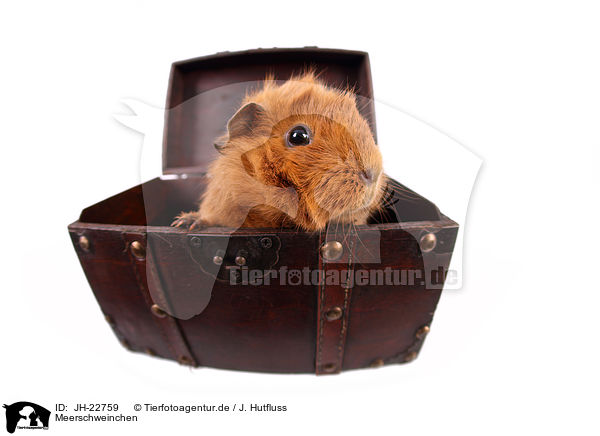 Meerschweinchen / JH-22759