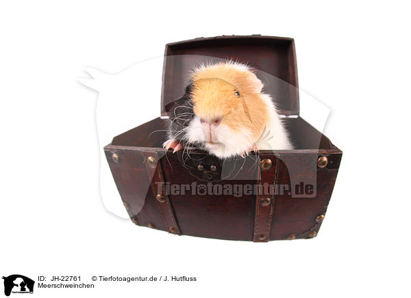 Meerschweinchen / guinea pig / JH-22761