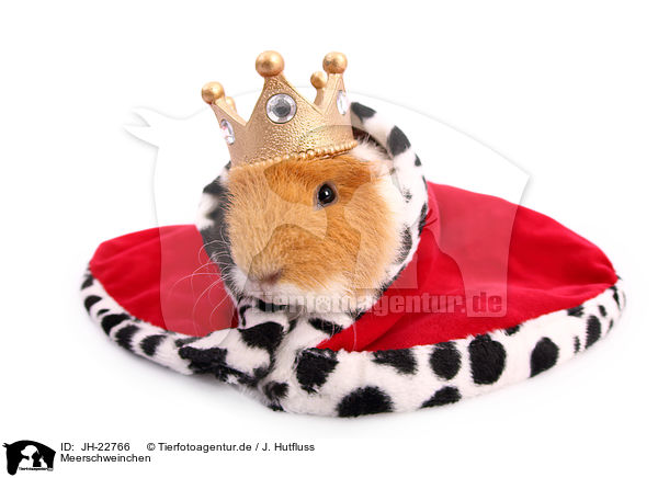 Meerschweinchen / JH-22766