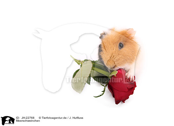 Meerschweinchen / JH-22768