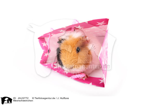 Meerschweinchen / JH-22772