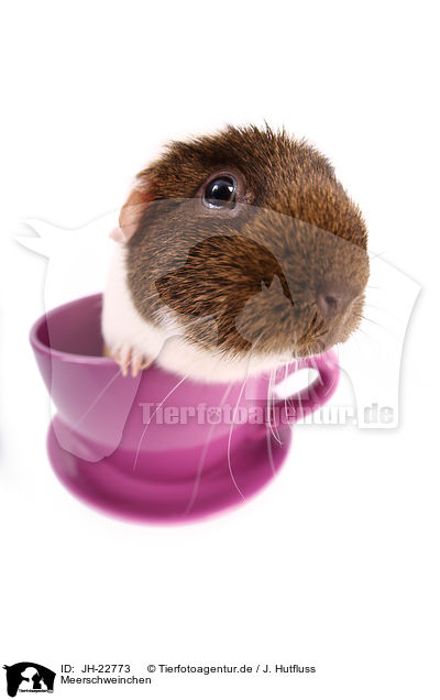 Meerschweinchen / JH-22773