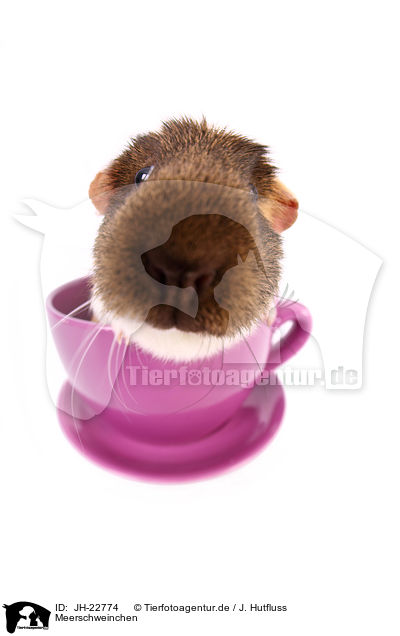 Meerschweinchen / JH-22774