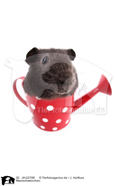 Meerschweinchen / JH-22788