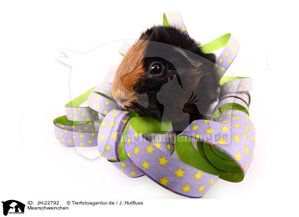 Meerschweinchen / guinea pig / JH-22792