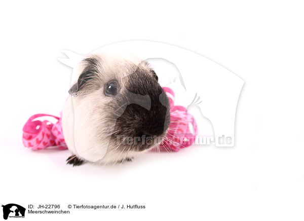 Meerschweinchen / JH-22796