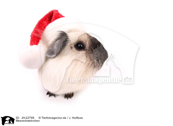 Meerschweinchen / JH-22799