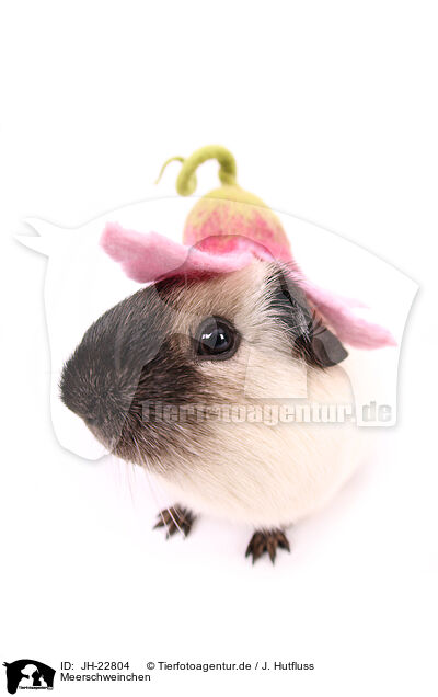 Meerschweinchen / JH-22804