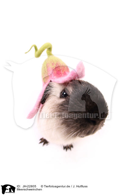 Meerschweinchen / JH-22805