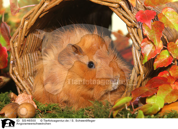 Angorameerschweinchen / guinea pig / SS-46500