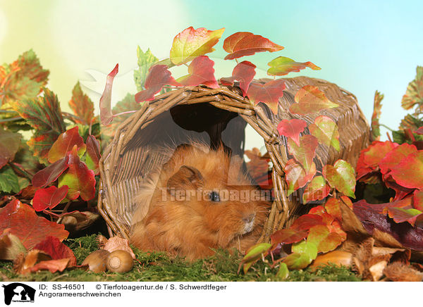 Angorameerschweinchen / guinea pig / SS-46501