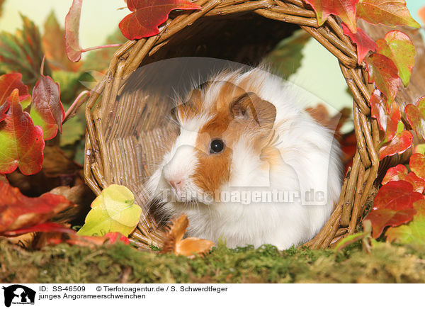 junges Angorameerschweinchen / young angora guinea pig / SS-46509
