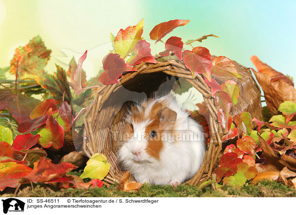 junges Angorameerschweinchen / young angora guinea pig / SS-46511