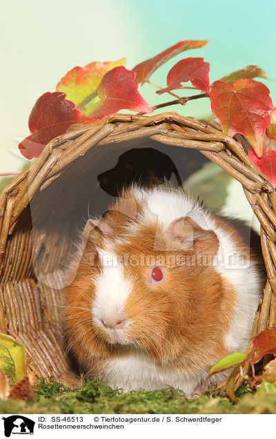 Rosettenmeerschweinchen / guinea pig / SS-46513