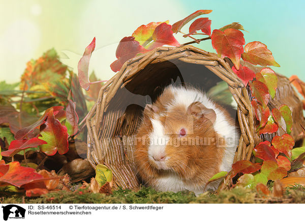 Rosettenmeerschweinchen / guinea pig / SS-46514